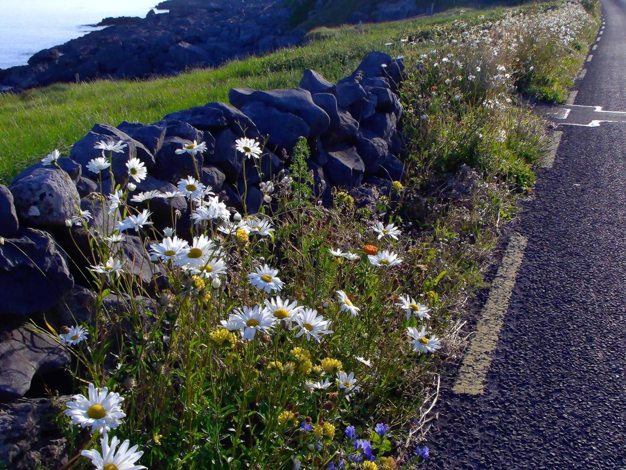 Dolphin Watch Wild Atlantic Way Holiday home